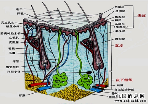 Ƥ������